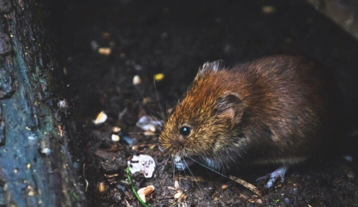 4 Reasons to Engage Professional Pest Control Treatment In Gold Coast